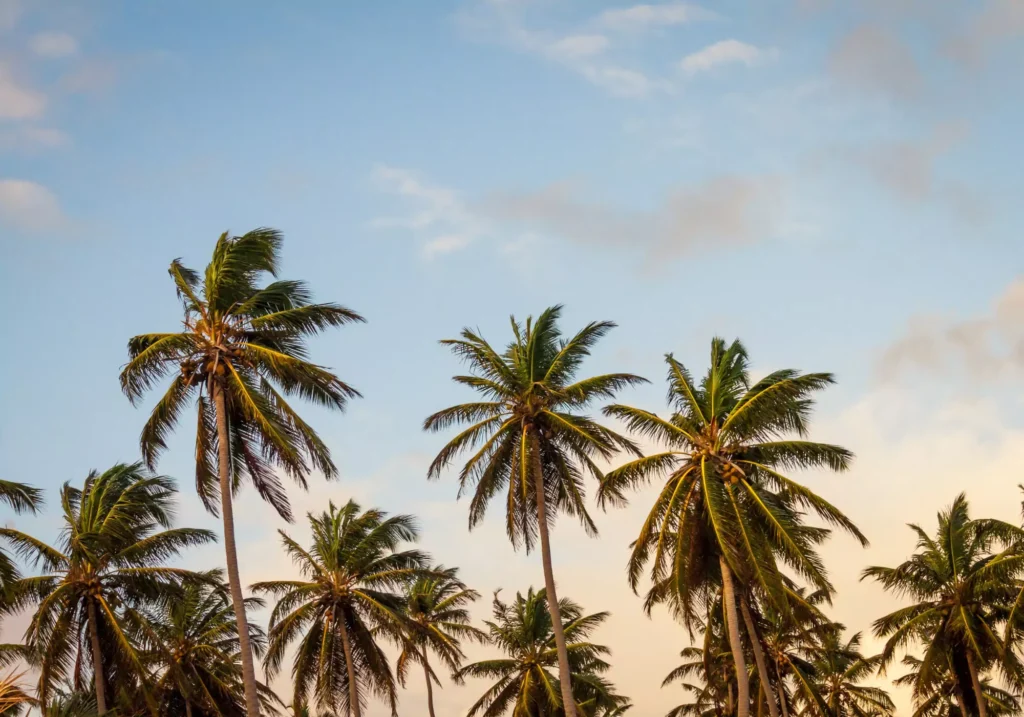 beach-sea-coast-tree-plant-sky-2548-pxhere-65de39a200-1024x717 Rapid Aircraft Interior Design via Renderings